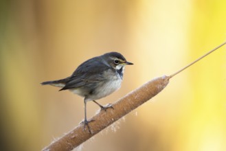 Bluethroat (Luscinia svecica cyanecula) young female perched on cattail, Castile-La Mancha, Spain