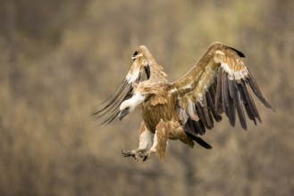 Griffon Vulture (Gyps fulvus) flying, Castile and Leon, Spain