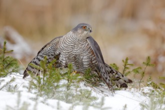 Eurasian sparrowhawk, Accipiter nisus, sitting on the snow in the forest with caught little