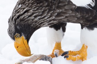 Steller's Sea Eagle (Haliaeetus pelagicus) feeding on a fish on snow, Hokkaido, Japan