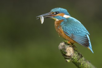 Common Kingfisher (Alcedo atthis) male perched on a branch with a fish in its beak, Lower Saxony,