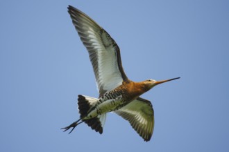 Black-tailed Godwit (Limosa limosa) flying, Netherlands
