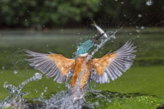 Common Kingfisher (Alcedo atthis) male fishing, Lower Saxony, Germany