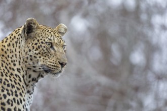 Leopard (Panthera pardus) portrait, Sabi Sands, South Africa