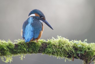 Common Kingfisher (Alcedo atthis) male perched on a mossy branch, North Rhine-Westphalia, Germany