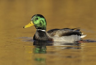 Mallard (Anas platyrhynchos) male, British Columbia, Canada