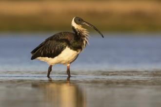Straw-necked Ibis (Threskiornis spinicollis), Victoria, Australia