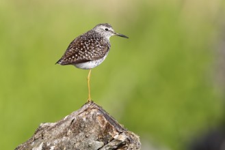 Wood Sandpiper (Tringa glareola), Mecklenburg-Western Pomerania, Germany