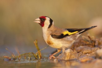 European Goldfinch (Carduelis carduelis), Croatia