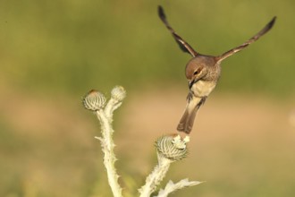Red-backed Shrike (Lanius collurio) female flying, Baden-Wuerttemberg, Germany