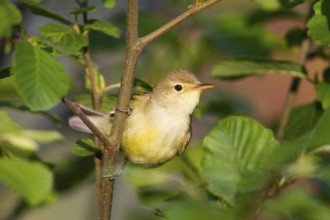 Icterine Warbler (Hippolais icterina), Baden-Wuerttemberg, Germany