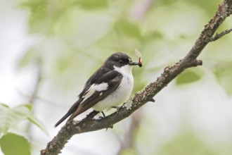 European Pied Flycatcher (Ficedula hypoleuca) male, Norway