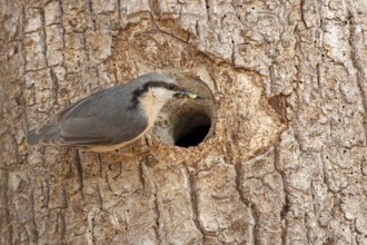 Eurasian Nuthatch (Sitta europaea), St. Gallen, Switzerland