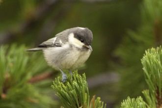 Coal Tit (Periparus ater) juvenile, Liechtenstein