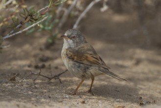Spectacled Warbler (Sylvia conspicillata) female, Fuerteventura, Spain