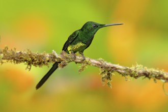 Empress brilliant hummingbird sittin on the trunk with yellow flower in from Colombia. Hummingbird