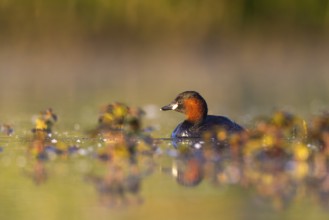 Little Grebe (Tachybaptus ruficollis), North Rhine-Westphalia, Germany