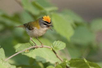 Common Firecrest (Regulus ignicapilla) singing, Baden-Wuerttemberg, Germany