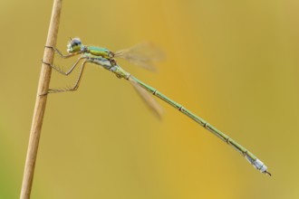 Kleine Binsenjungfer männlich, Lestes virens masculum Small Emerald Damselfly male, Lestes virens