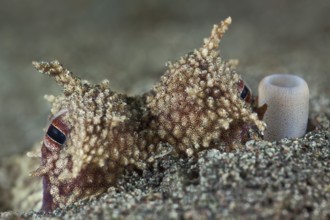 Ader-Oktopus, Amphioctopus marginatus Coconut Octopus, Amphioctopus marginatus