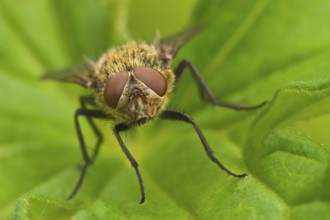 Wurmfliege, Pollenia rudis Common Cluster Fly, Pollenia rudis