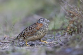Painted Buttonquail (Turnix varius) female perched on the ground, Victoria, Australia