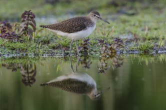 Wood Sandpiper (Tringa glareola), Schleswig-Holstein, Germany