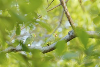Crimson-fronted Parakeet, Psittacara finschi, two green parrot with red head, Costa Rica. Wildlife