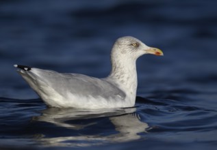 European Herring Gull (Larus argentatus), Schleswig-Holstein, Germany
