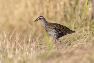 Buff-banded Rail (Gallirallus philippensis) female, Victoria, Australia