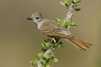 Ash-throated Flycatcher (Myiarchus cinerascens), Texas, USA