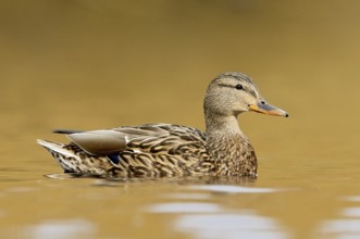 Mallard (Anas platyrhynchos) female, British Columbia, Canada