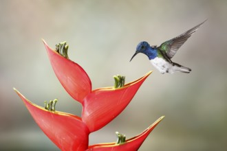 White-necked Jacobin (Florisuga mellivora) male flying and feeding on flower nectar, Costa Rica
