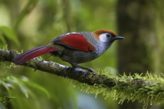 Red-tailed Laughingthrush (Trochalopteron milnei) perched on a log, Ngoc Linh, Vietnam