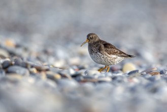 Purple Sandpiper (Calidris maritima), Schleswig-Holstein, Germany
