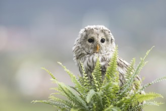 Ural Owl (Strix uralensis) captive, Bavaria, Germany
