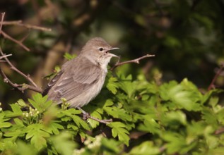 Garden Warbler (Sylvia borin) singing, Schleswig-Holstein, Germany
