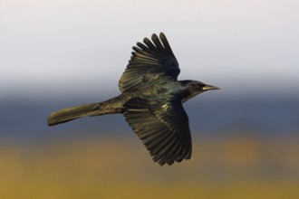 Boat-tailed Grackle (Quiscalus major) male flying, Florida, USA