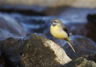 Grey Wagtail (Motacilla cinerea) male, Mecklenburg-Western Pomerania, Germany