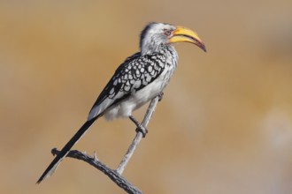 Southern Yellow-billed Hornbill (Tockus leucomelas), Namibia