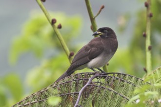 Brown Jay (Psilorhinus morio), Costa Rica