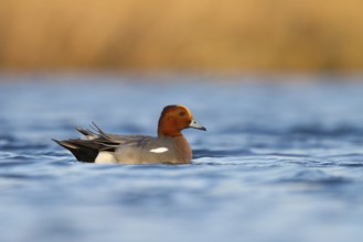 Eurasian Wigeon (Mareca penelope) male, Utrecht, Netherlands