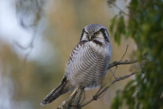 Northern Hawk-Owl (Surnia ulula), Saxony, Germany