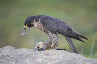 Peregrine Falcon (Falco peregrinus) female, Saxony, Germany