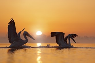 Dalmatian pelican, Pelecanus crispus, in Lake Kerkini, Greece. Bird with morning sunrise. Pelican