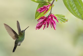Greenish Puffleg (Haplophaedia aureliae) flying while feeding at a flower in Colombia, South