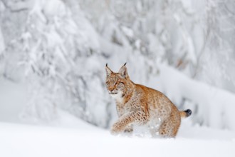 Eurasian Lynx walking, wild cat in the forest with snow. Wildlife scene from winter nature. Cute