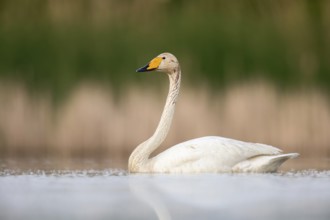 Whooper Swan (Cygnus cygnus), Poland