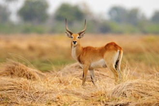 Lechwe, Kobus leche, antelope in the golden grass wetlands with water. Lechve running in the river