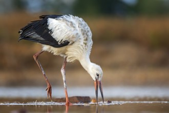 White Stork (Ciconia ciconia) foraging in shallow water, Saxony-Anhalt, Germany